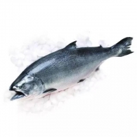 【生鲜包邮速递】新西兰南岛冰川雪水帝王鲑鱼 首付5kg，按实际重量多退少补 