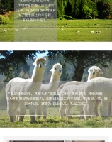 【国内现货*一件包邮】Ellis Fibre 100%新西兰原产羊驼被 超大单人四季被 180x220 (double)